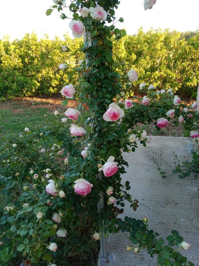 Il Giardino Dei Tramonti Bed & Breakfast Nardo